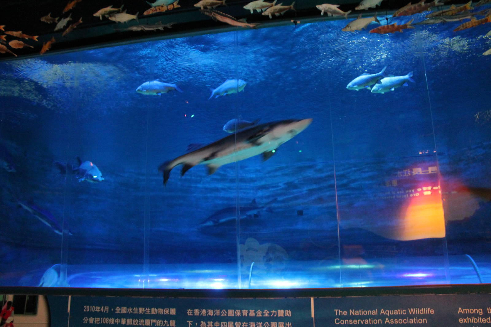 Chinese Sturgeon Aquarium - June 2013