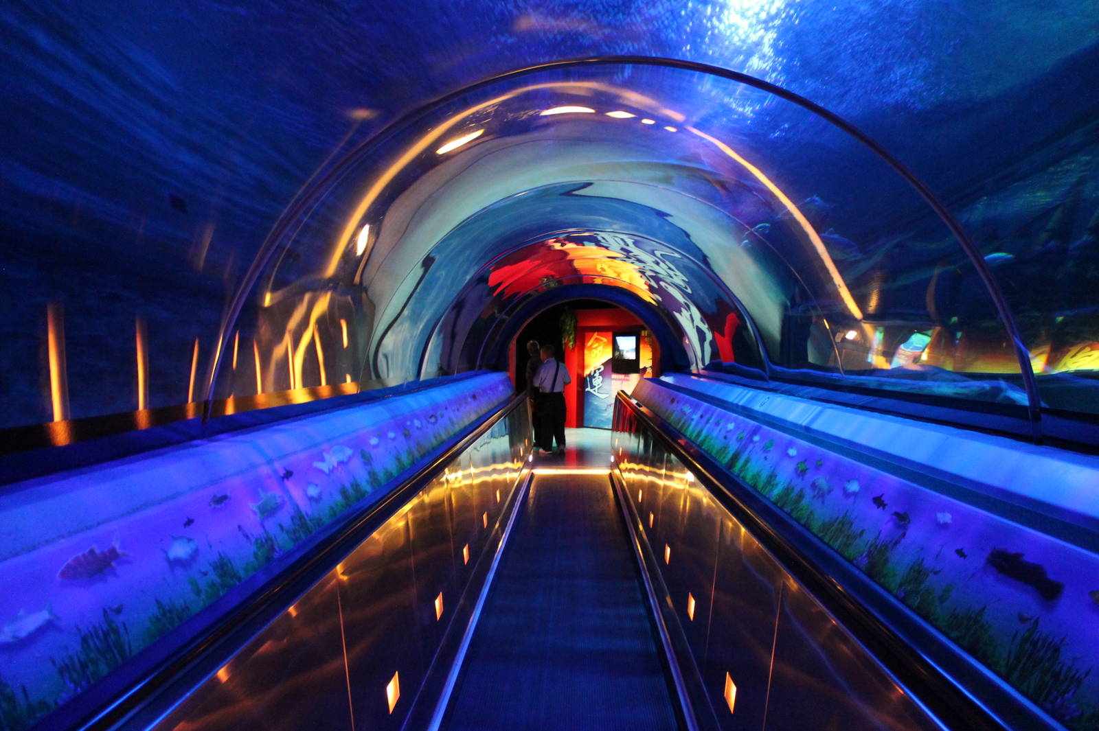 Chinese Sturgeon Aquarium - June 2013