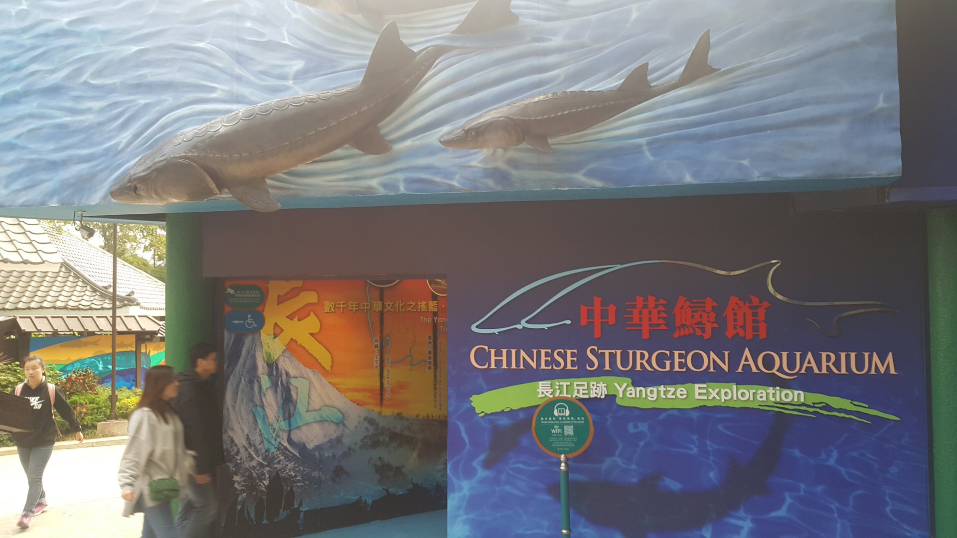 Chinese Sturgeon Aquarium