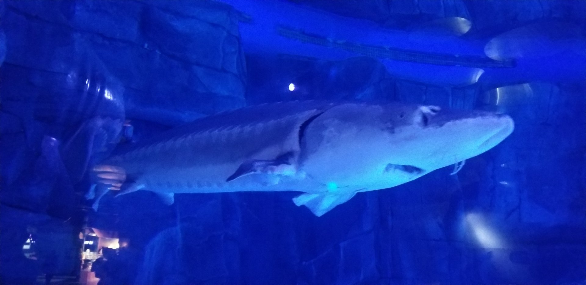 Chinese Sturgeon in Kumming Aquarium