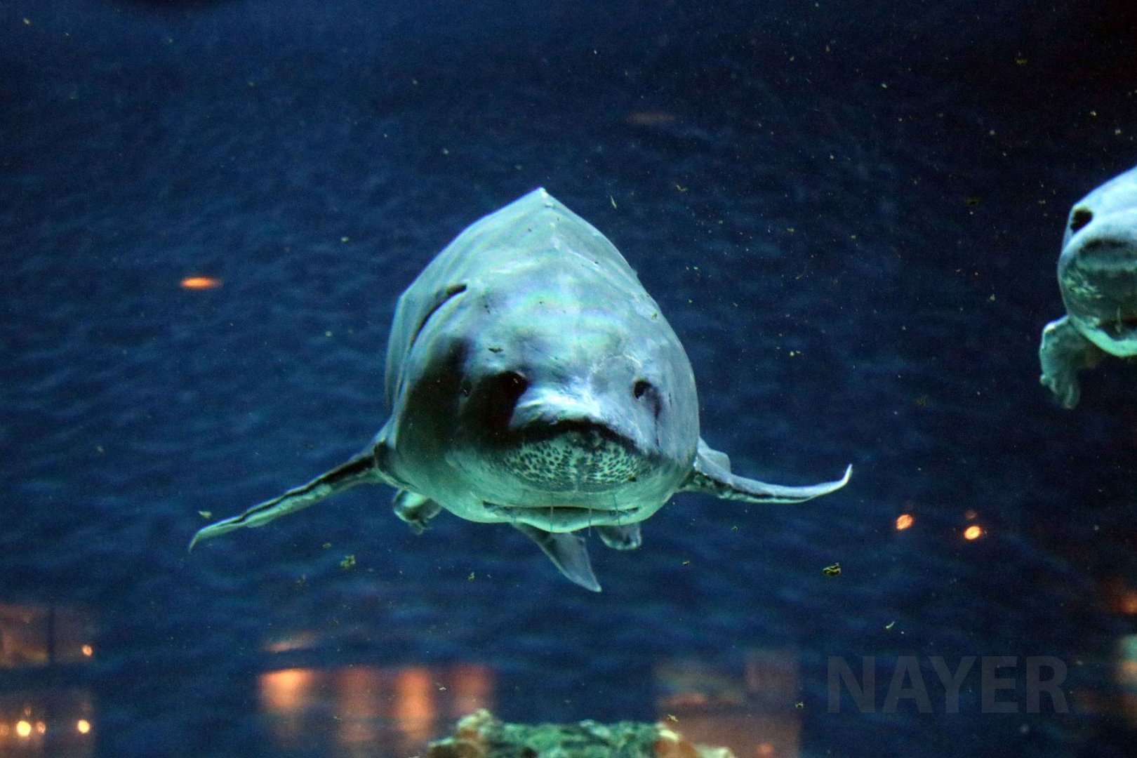Chinese sturgeon, July 2016