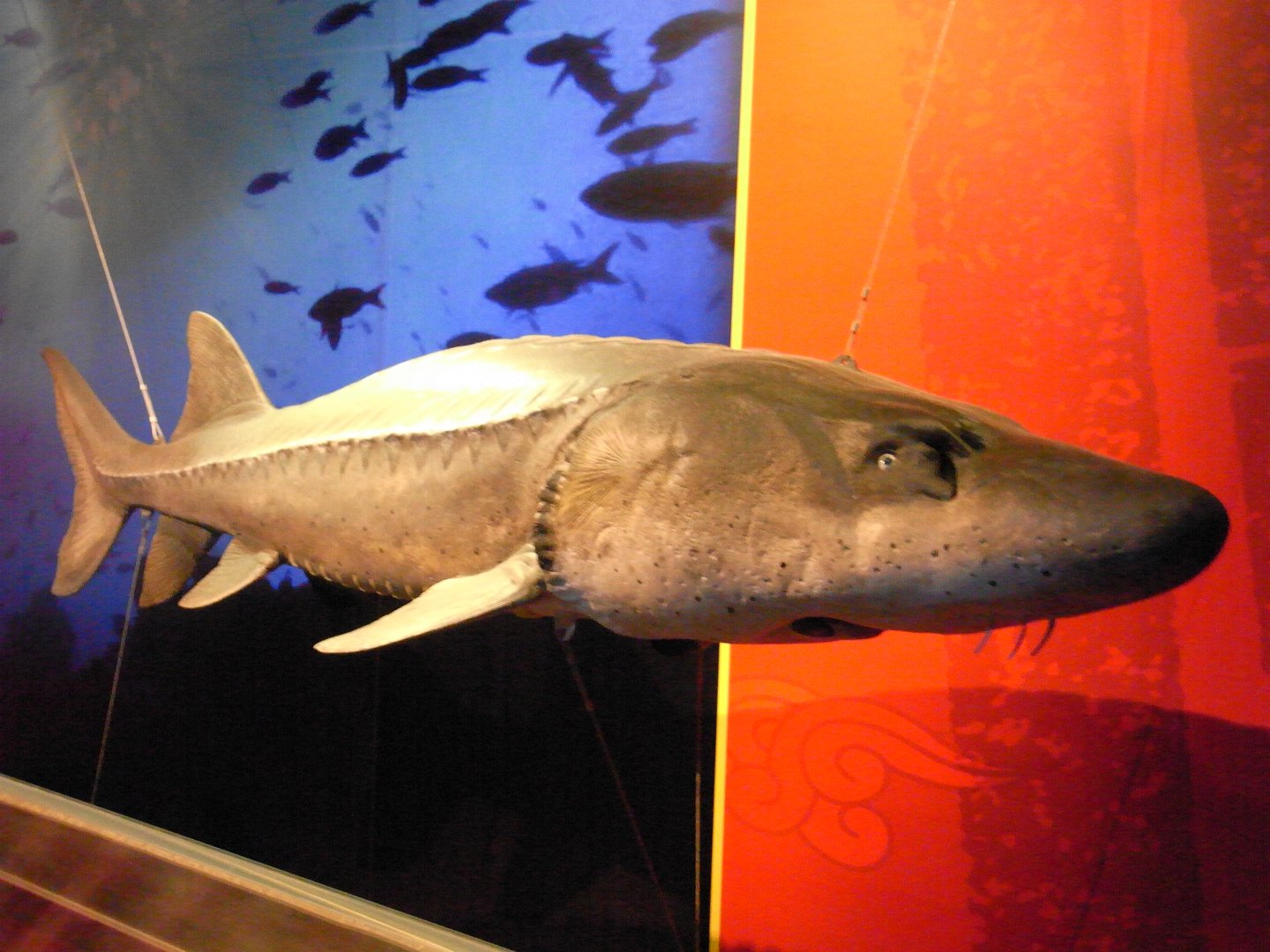 Chinese Sturgeon Model