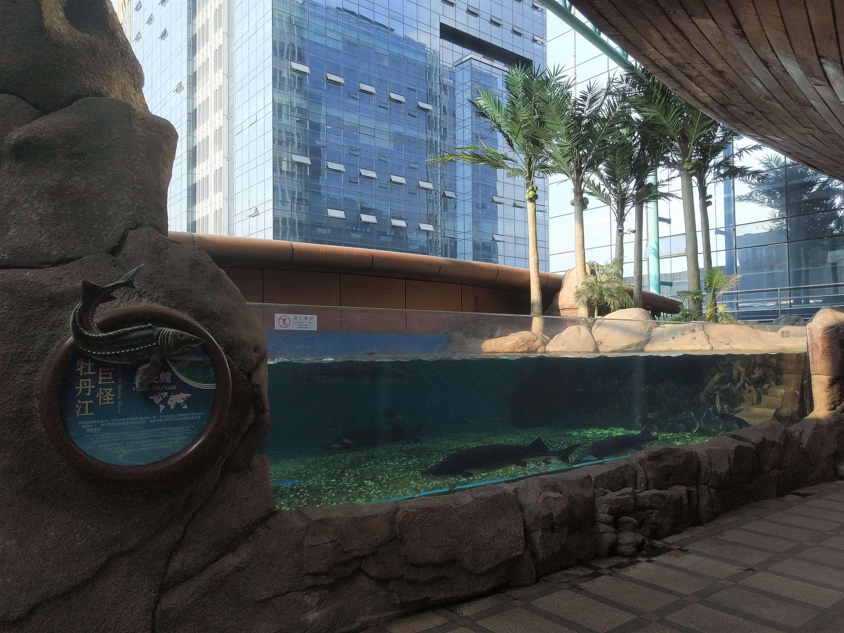 Chinese Sturgeon Tank