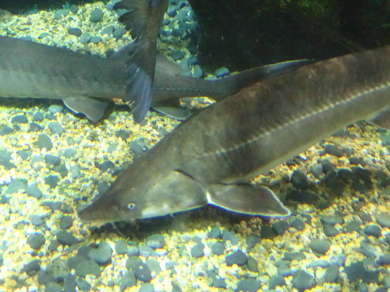 Chinese Sturgeon
