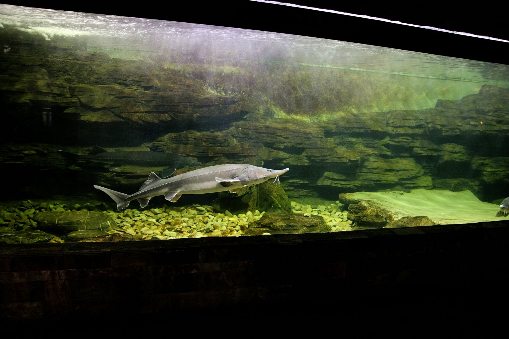 Chinese sturgeon