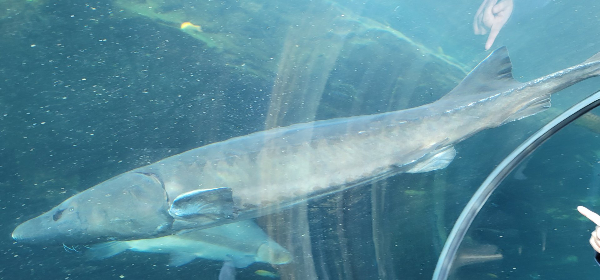 Chinese Sturgeon