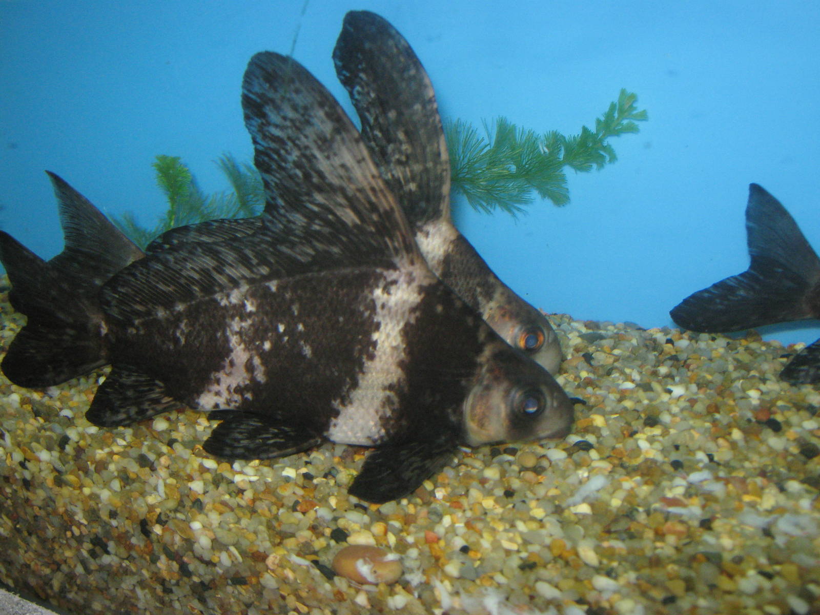 Chinese suckers (Myxocyprinus asiaticus)