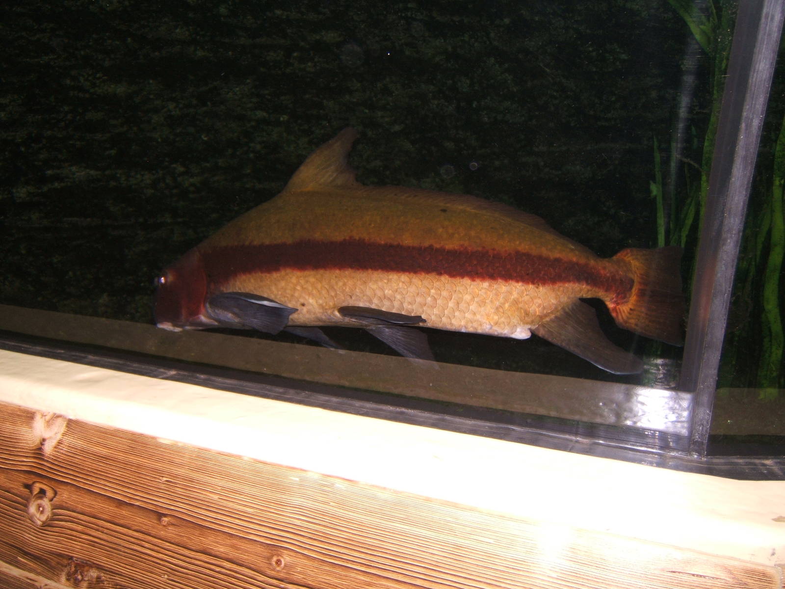 Chinese Sukerfish (Myxocyrpinus asiatic)