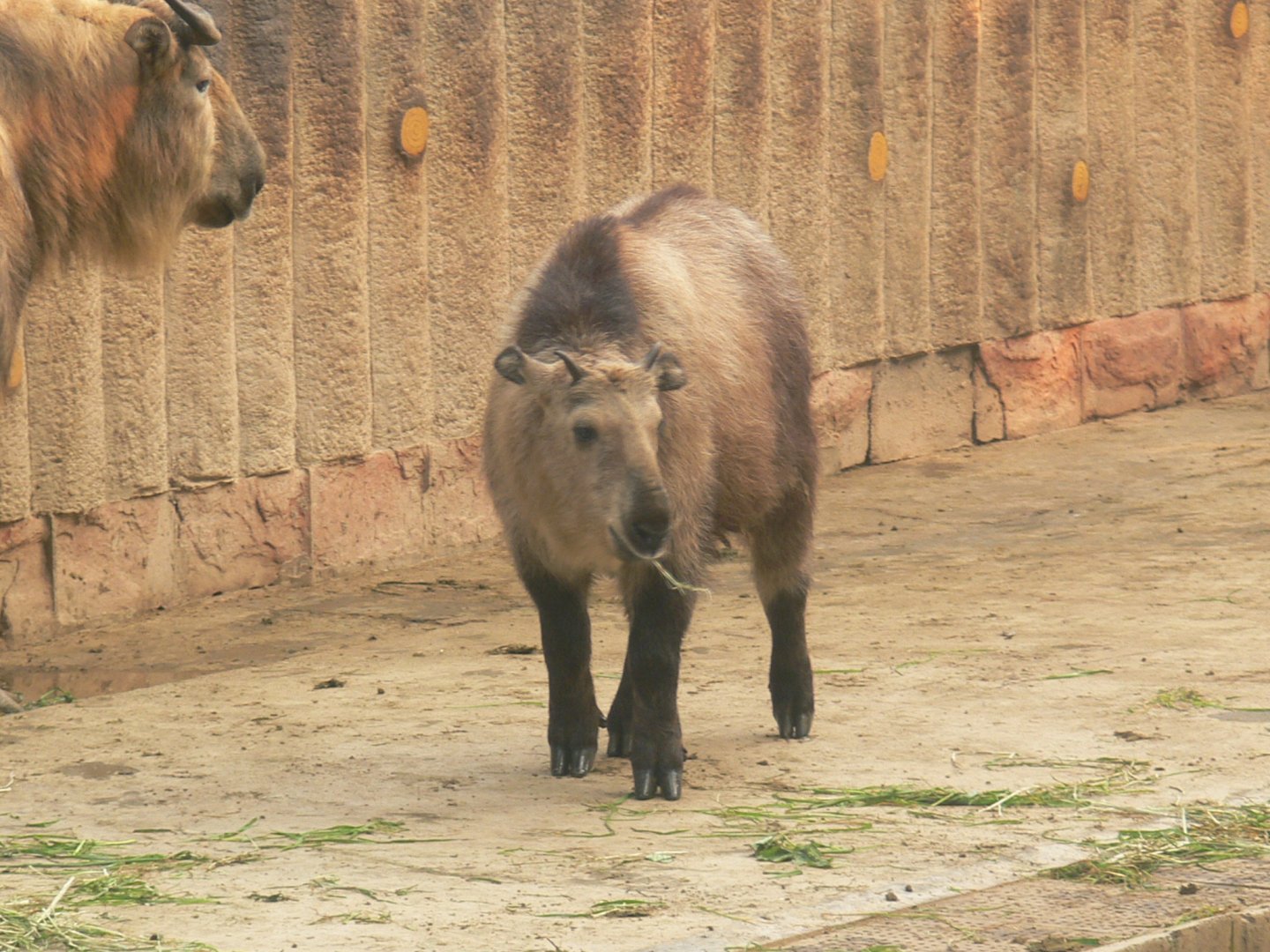 Chinese Takin