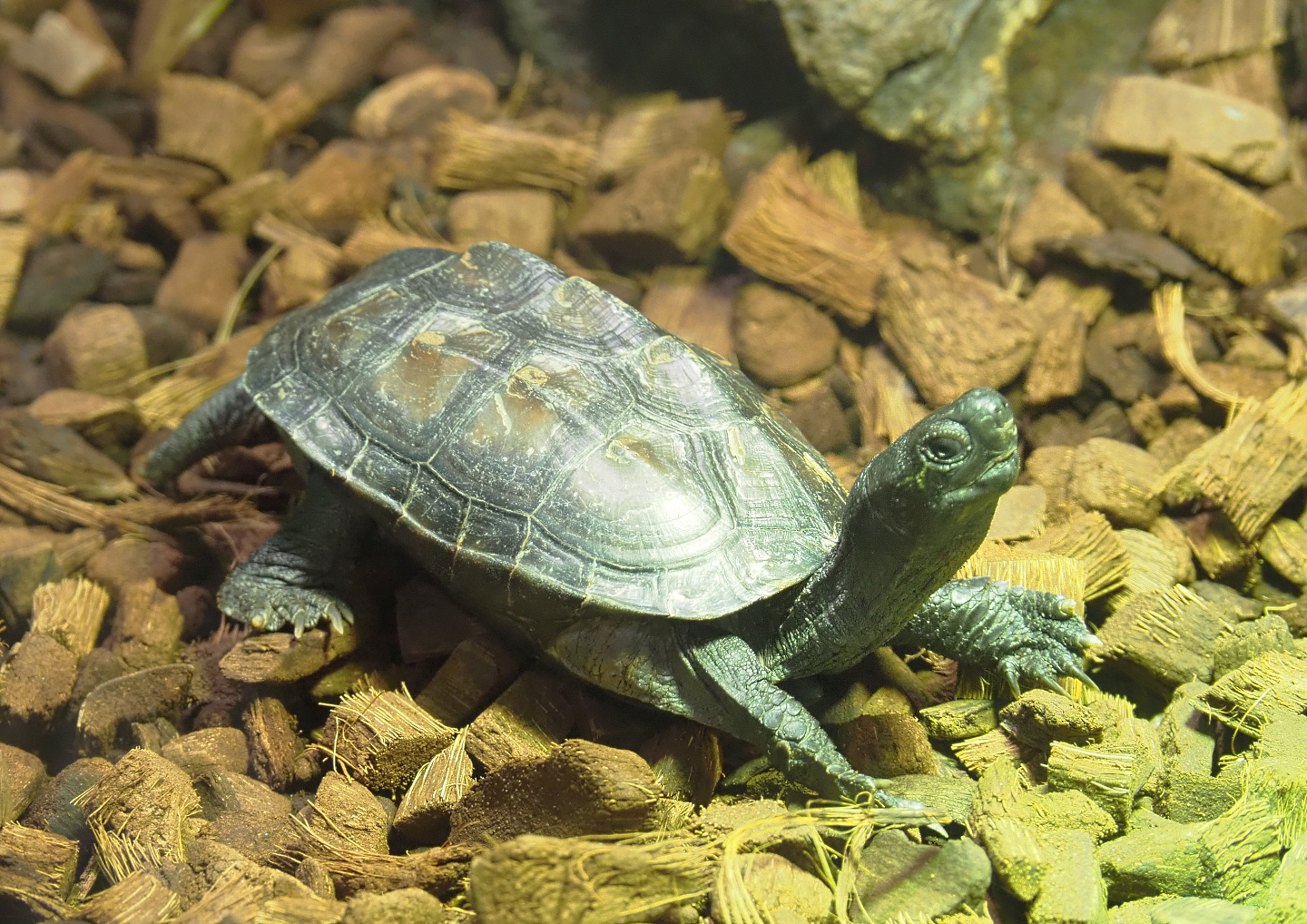 Chinese three-keeled pond turtle (Mauremys reevesii), 2022-09-14