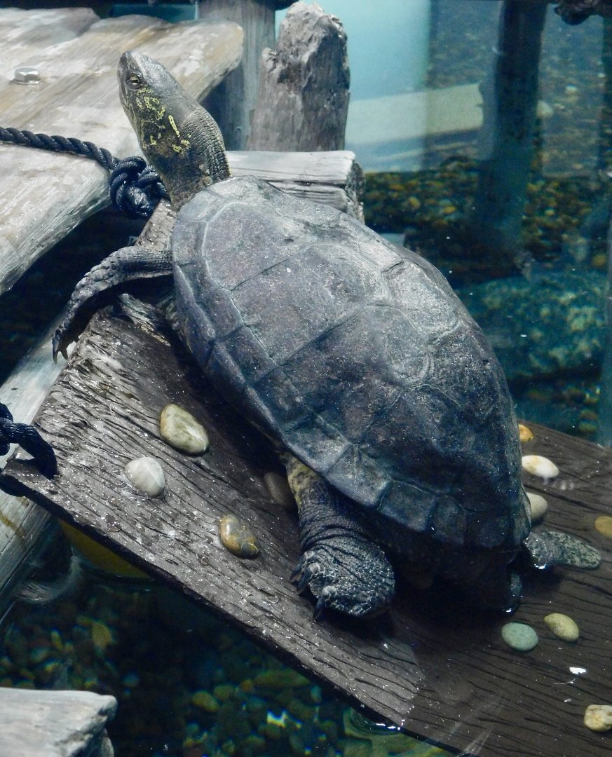 Chinese Three-Keeled Pond Turtle (Mauremys reevesii) October 26, 2025