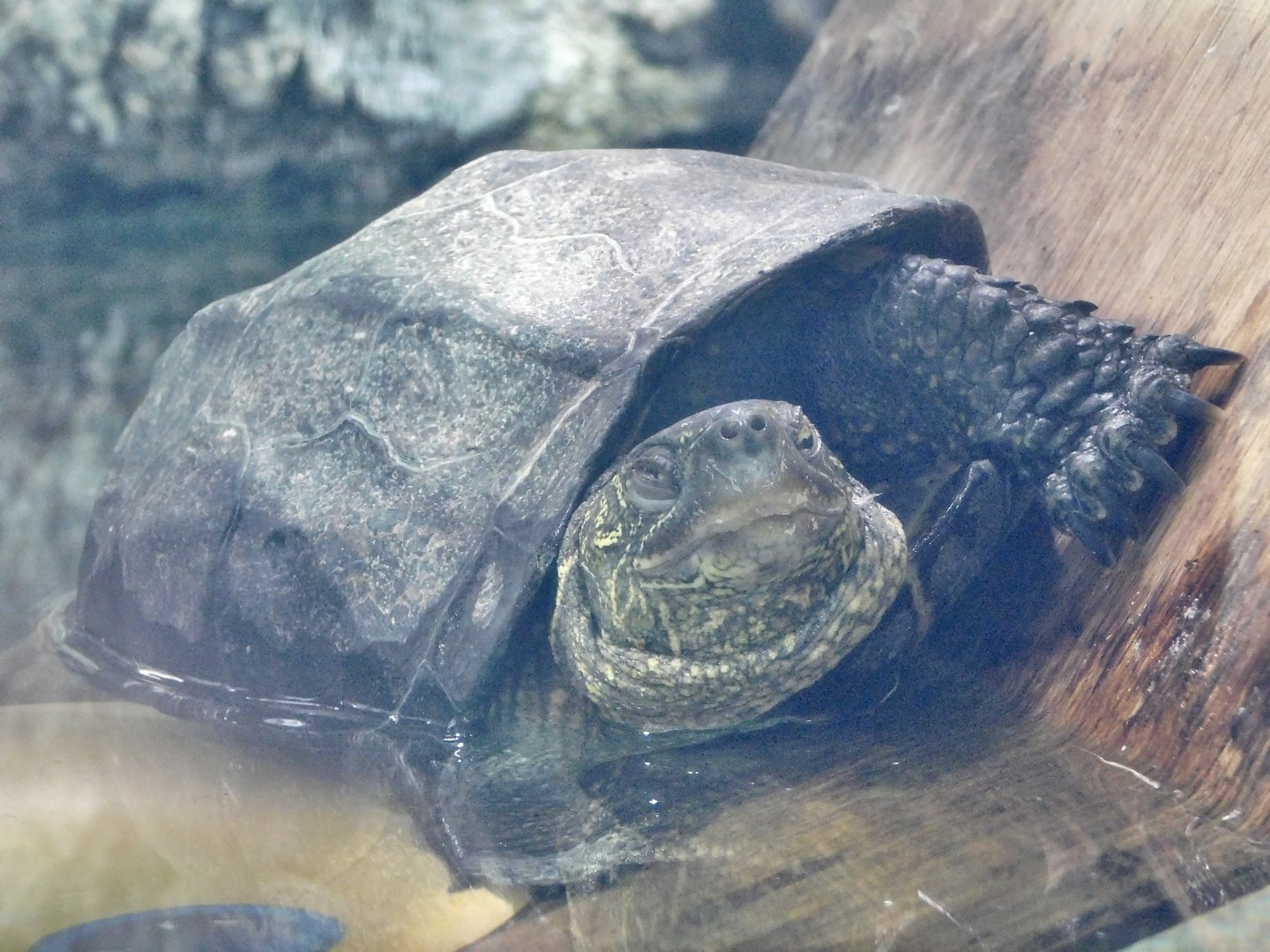 Chinese three-keeled pond turtle (Mauremys reevesii) September 20, 2025