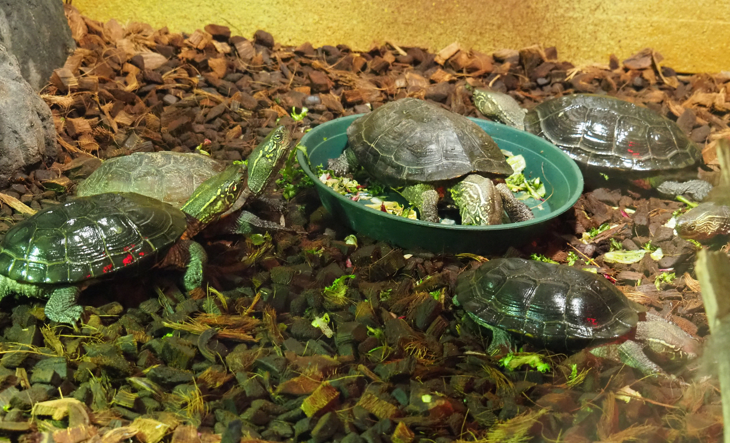 Chinese three-keeled pond turtles (Mauremys reevesii), 2019-10-04