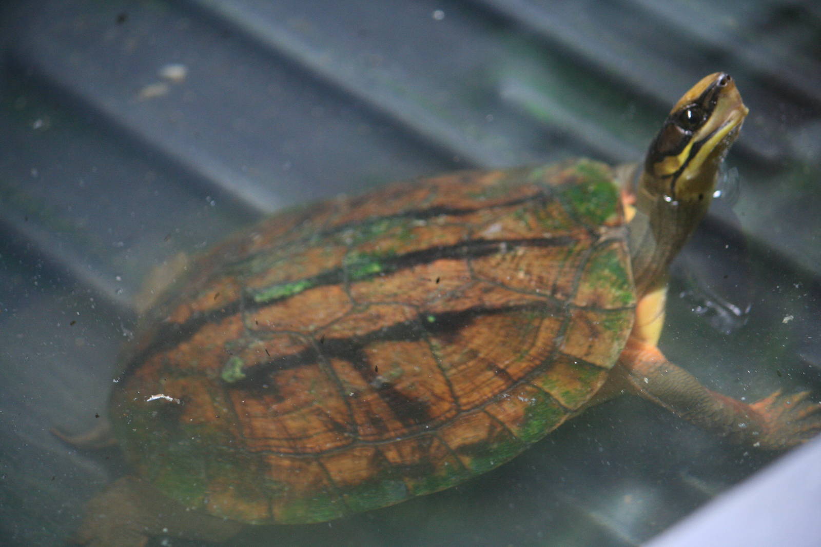 Chinese three-stiped box turtle?