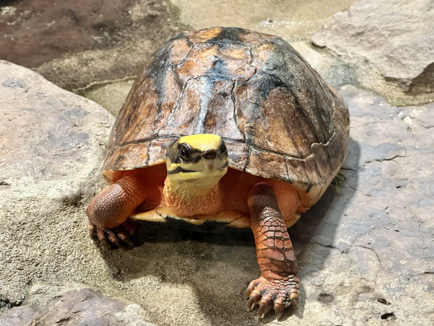 Chinese three-striped box turtle (Cuora trifasciata)