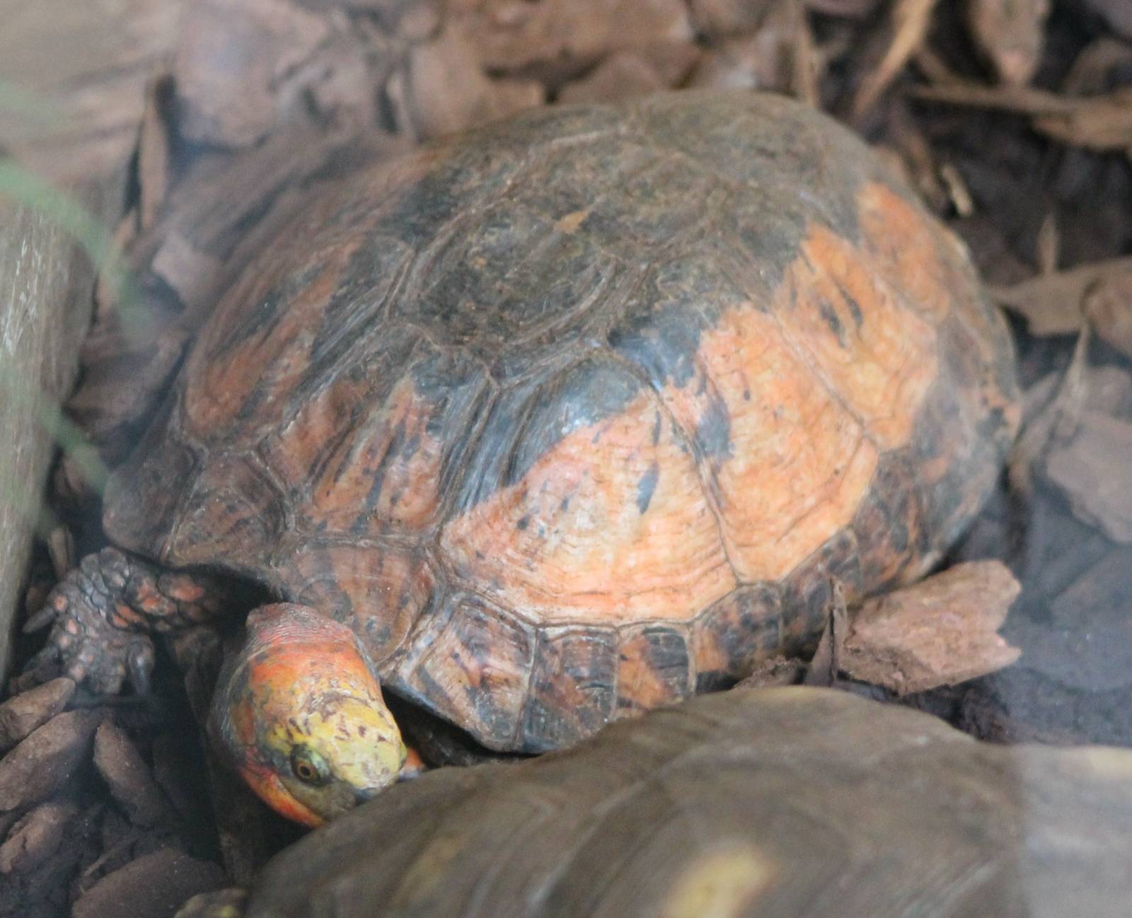 Chinese three-striped box turtle