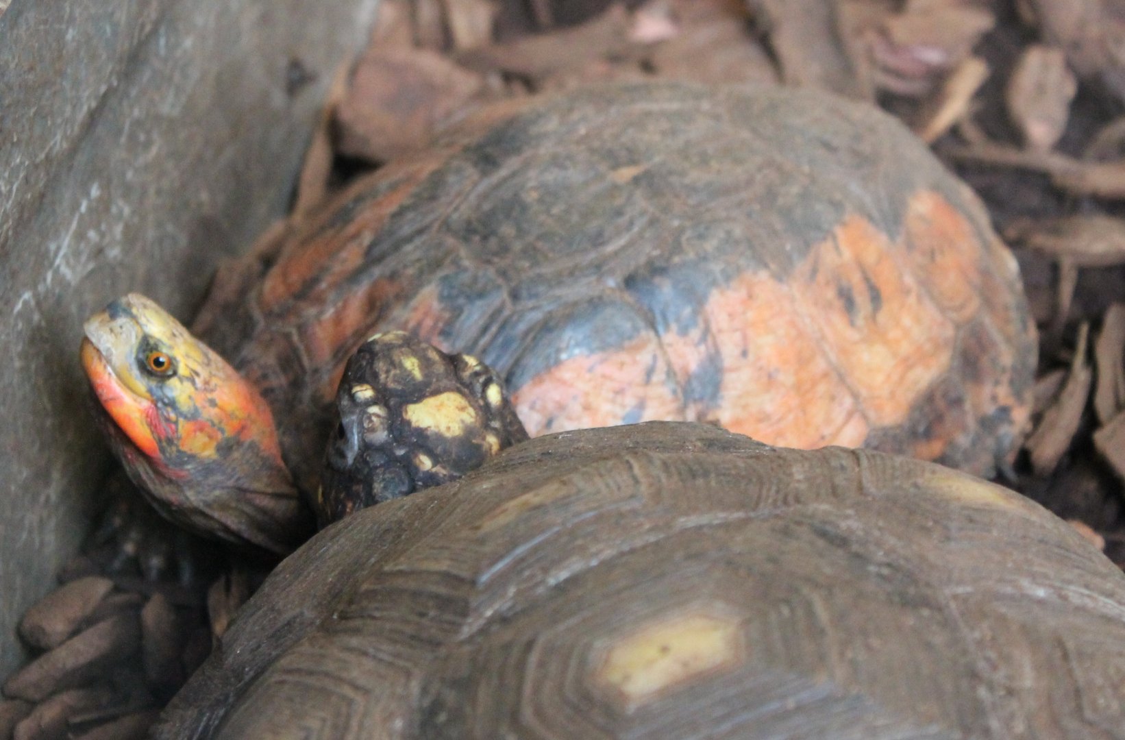 Chinese three-striped box turtle