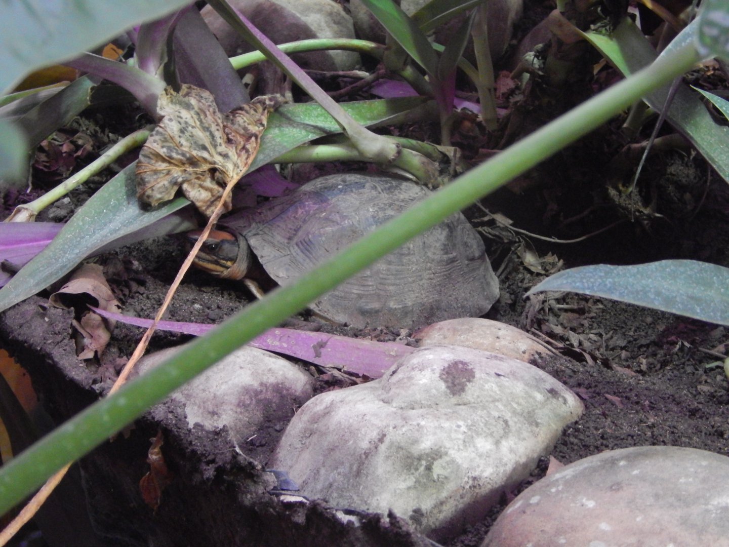 Chinese Three-striped Box Turtle