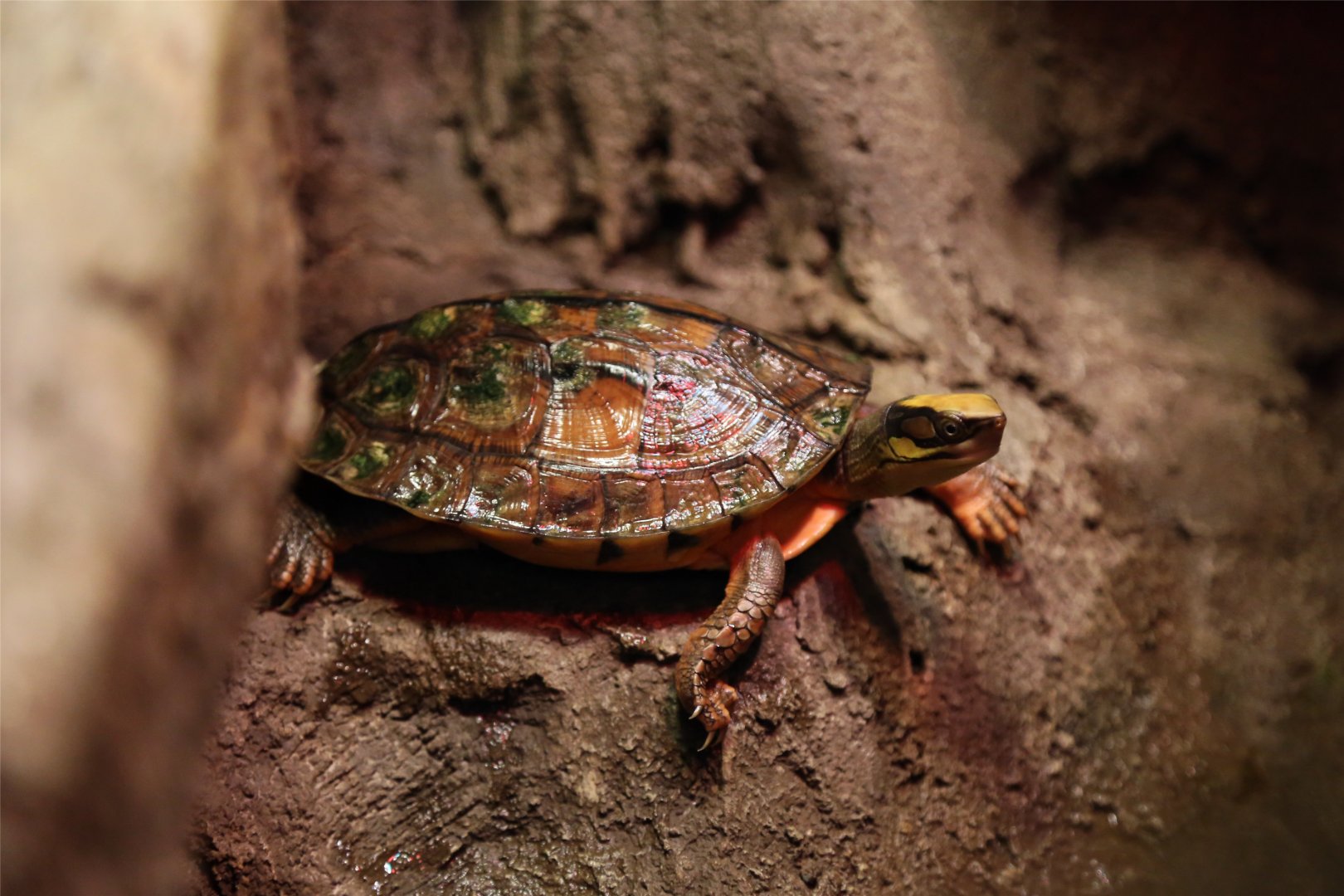 Chinese three-striped box turtle
