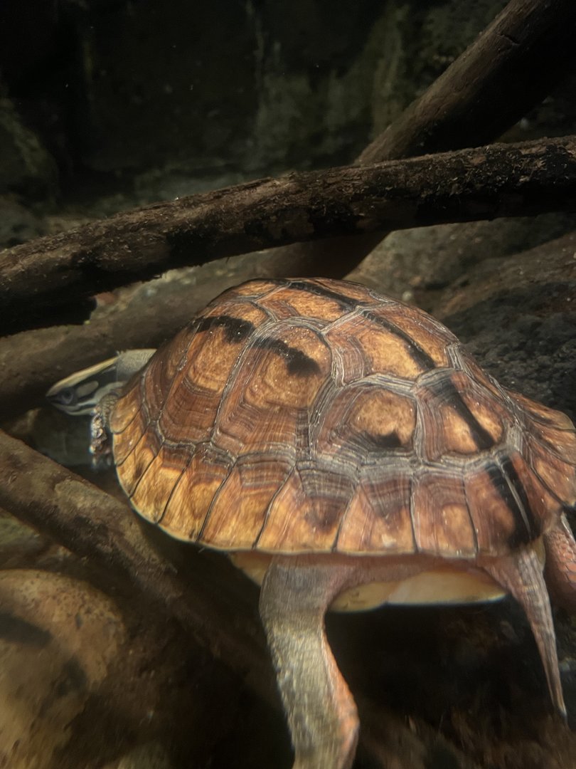 Chinese three-striped box turtle