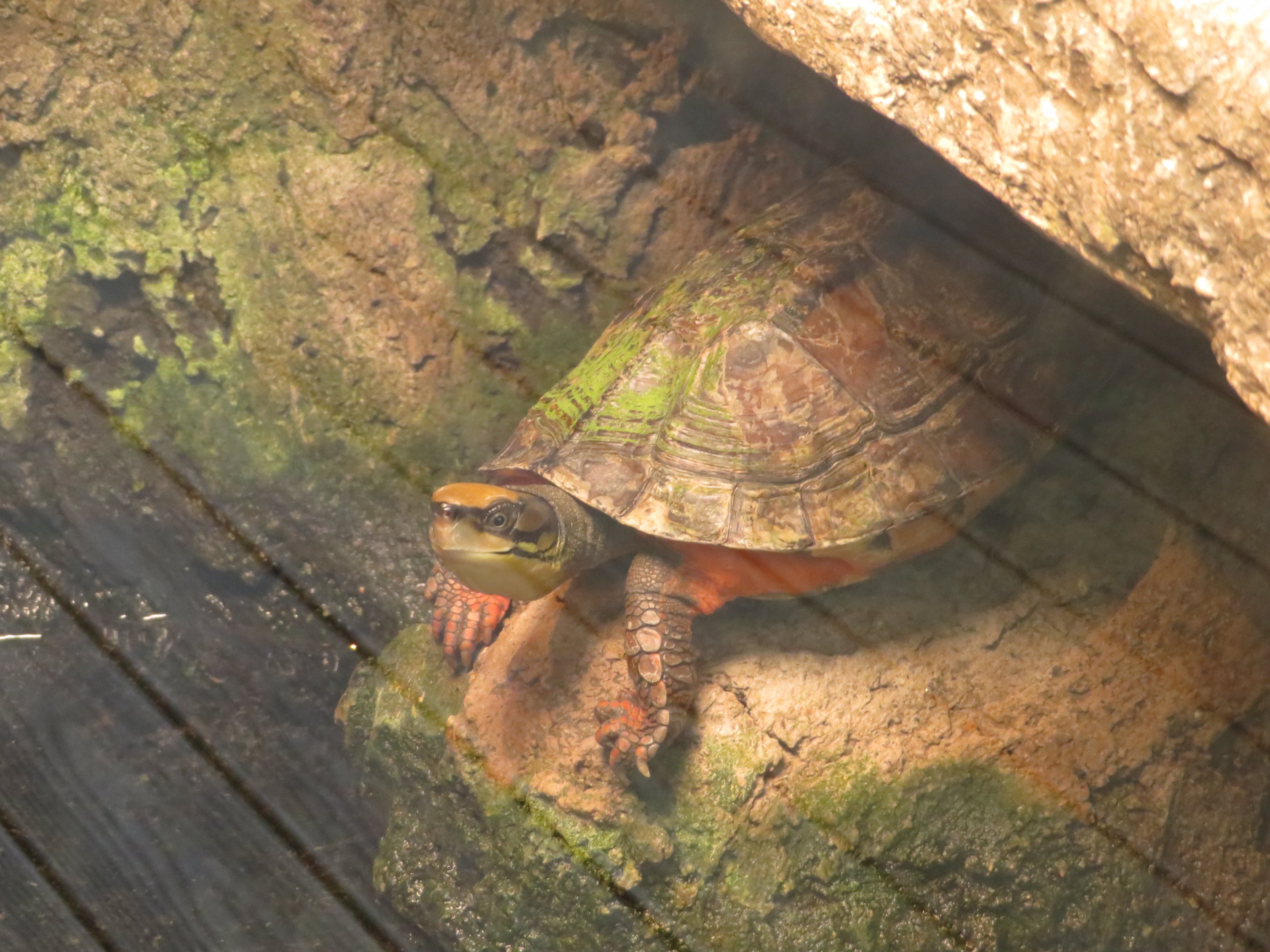 Chinese Three-Striped Box Turtle
