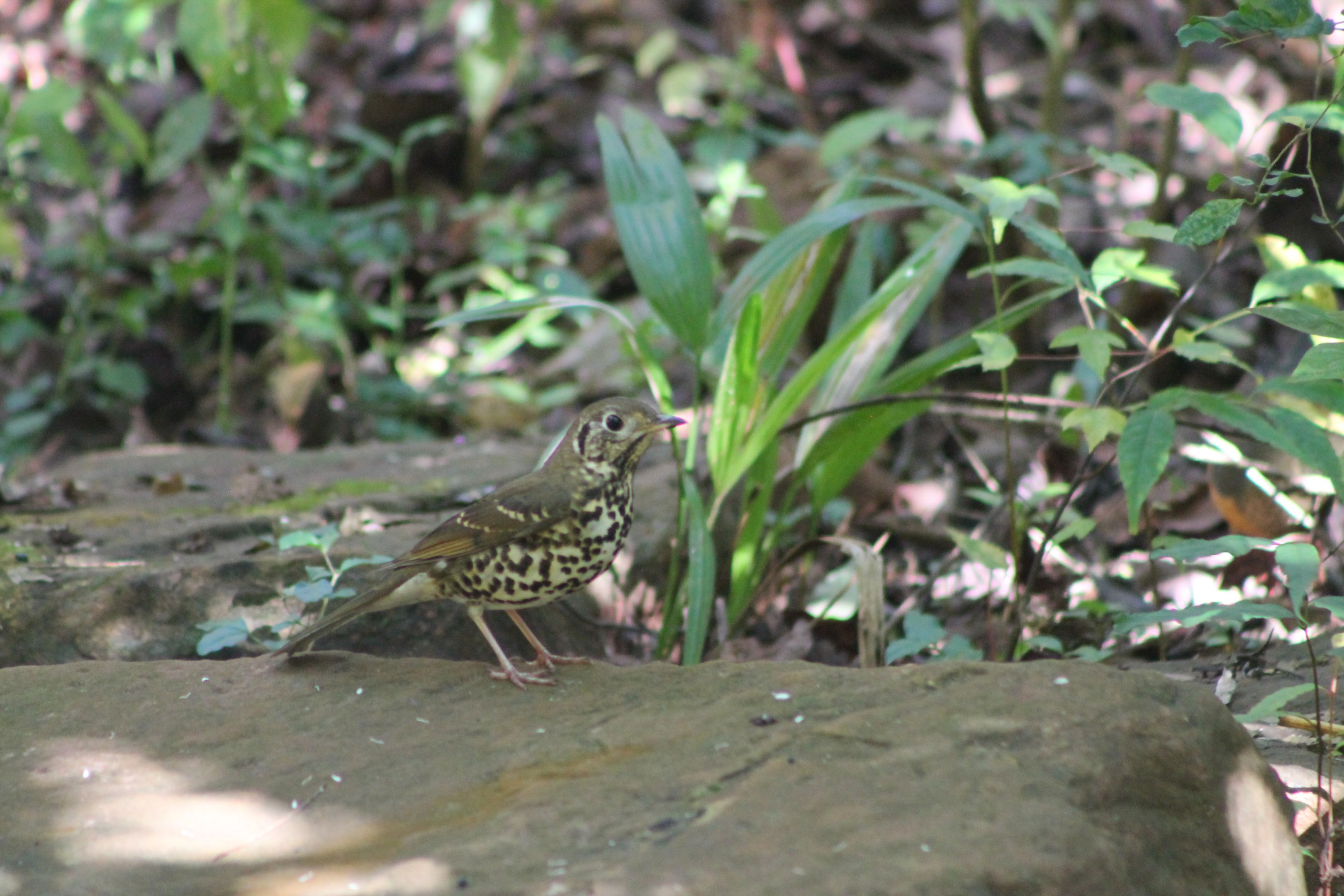 Chinese Thrush (Turdus mupinensis)