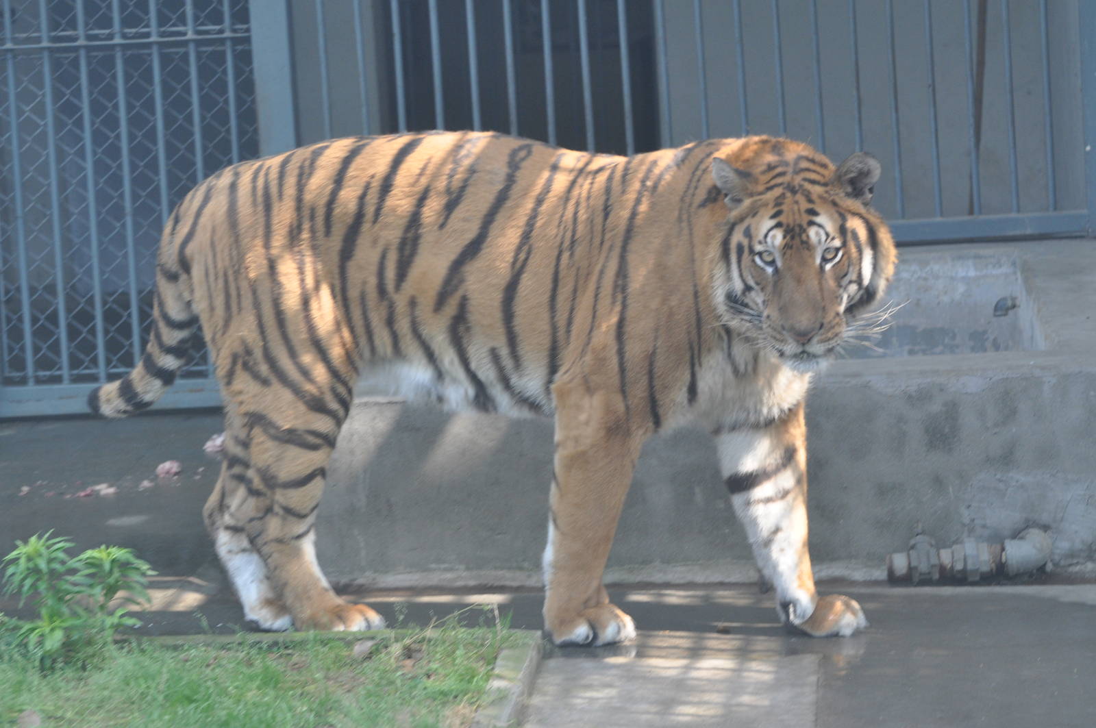 Chinese tiger/ Panthera tigris amoyensis