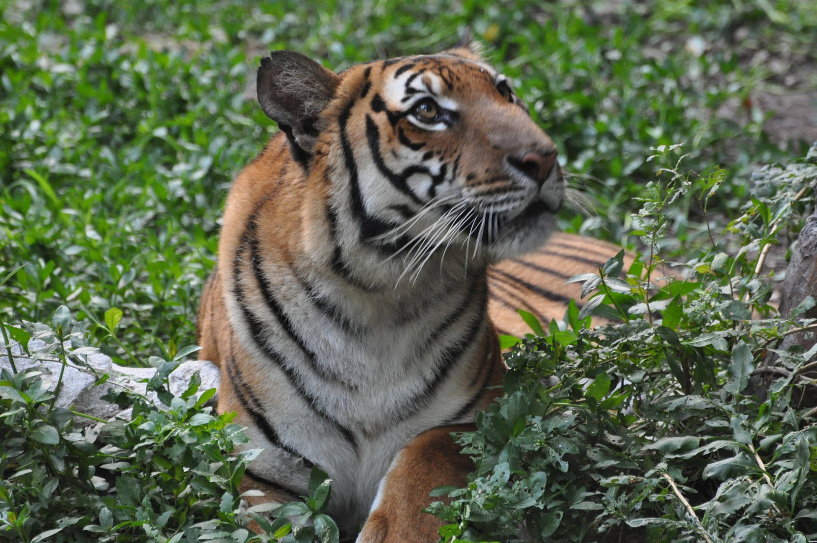 Chinese tiger/ Panthera tigris amoyensis