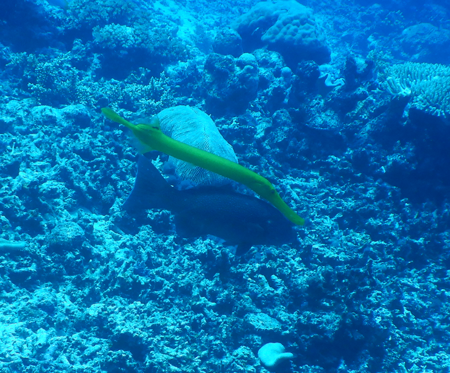 Chinese Trumpetfish and Leopard Coral Trout