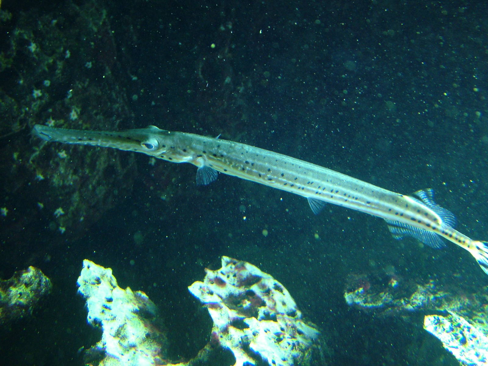 Chinese Trumpetfish at Berlin Zoo Aquarium, 31/08/11