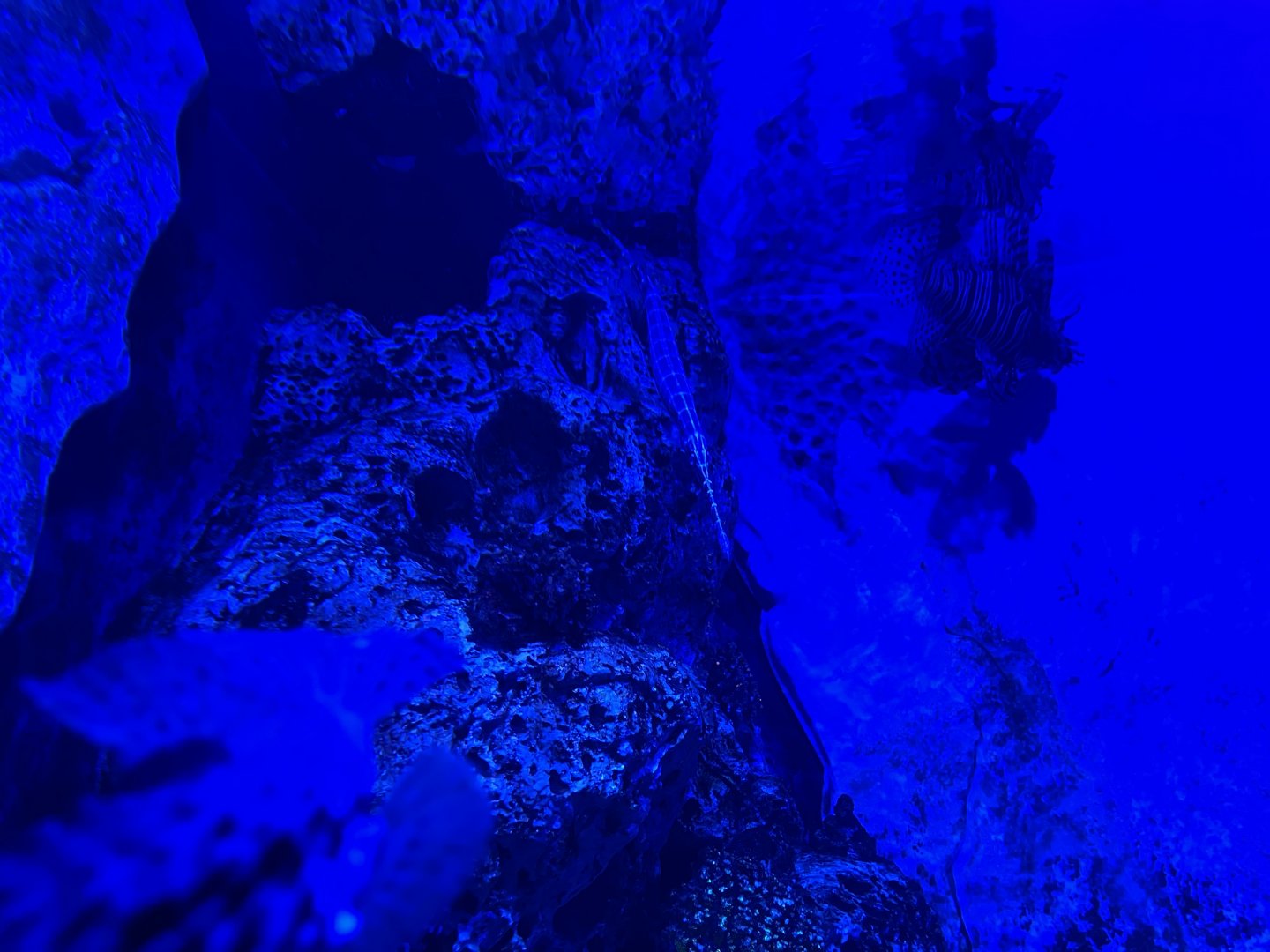 chinese trumpetfish (aulostomus chinensis) - BX Sea