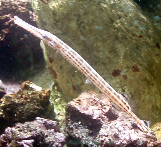 Chinese Trumpetfish (Aulostomus chinensis)