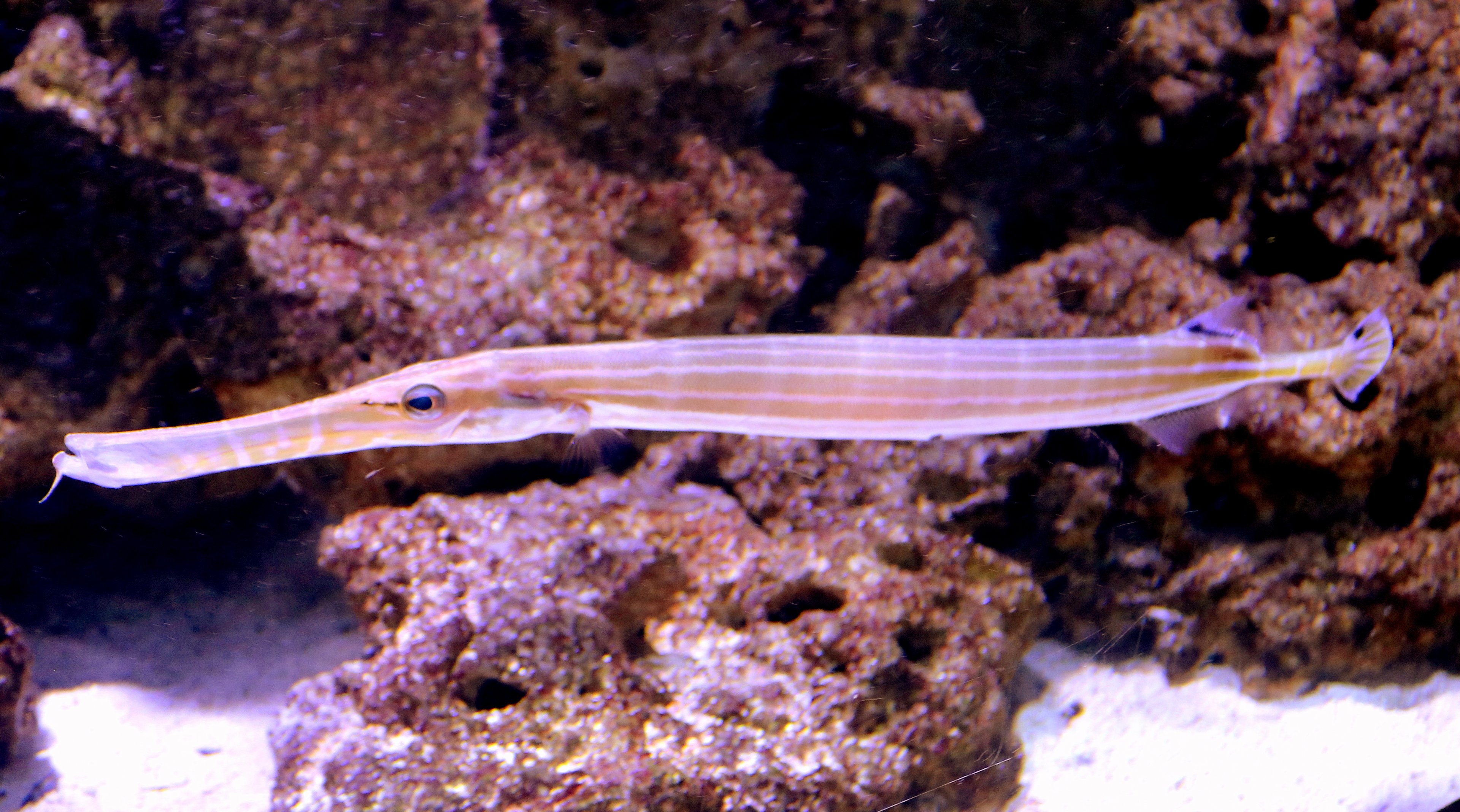 Chinese trumpetfish; Stuttgart; 5th September 2019