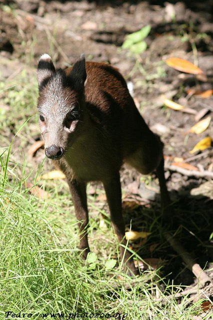 Chinese tufted deer (Elaphodus cephalophus michianus)