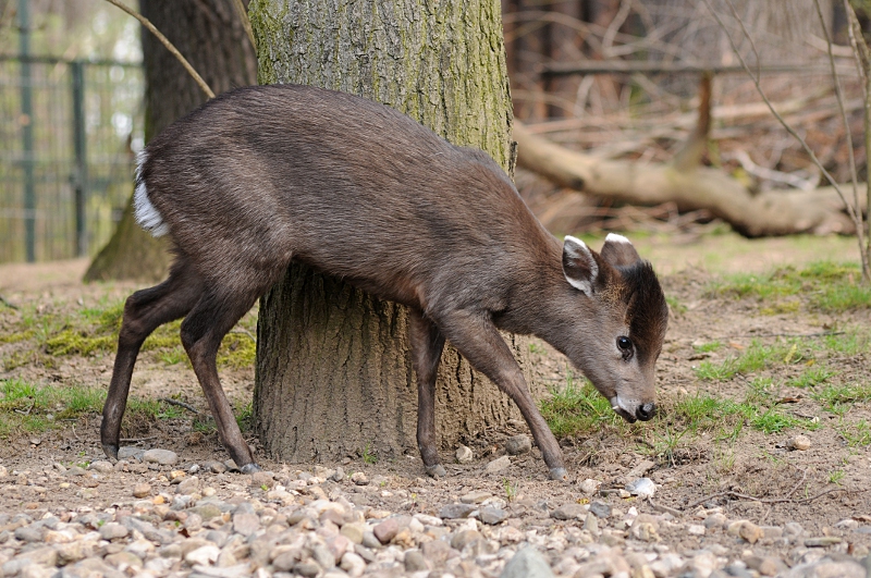 Chinese tufted-deer