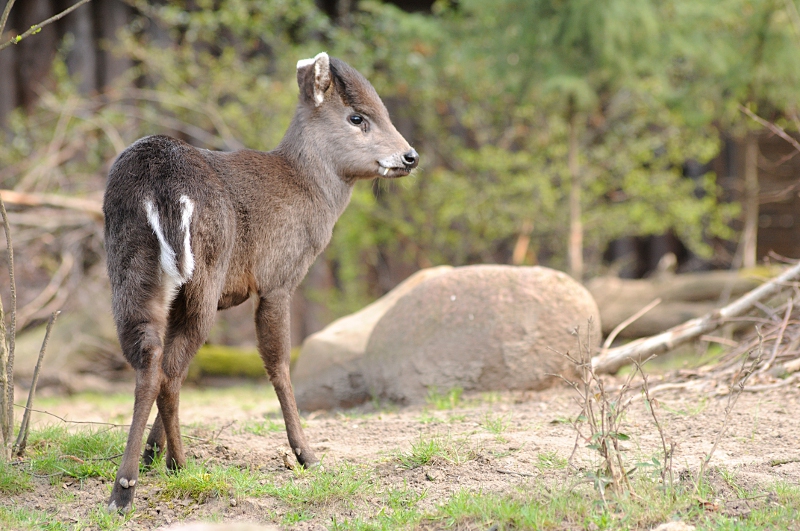 Chinese tufted-deer