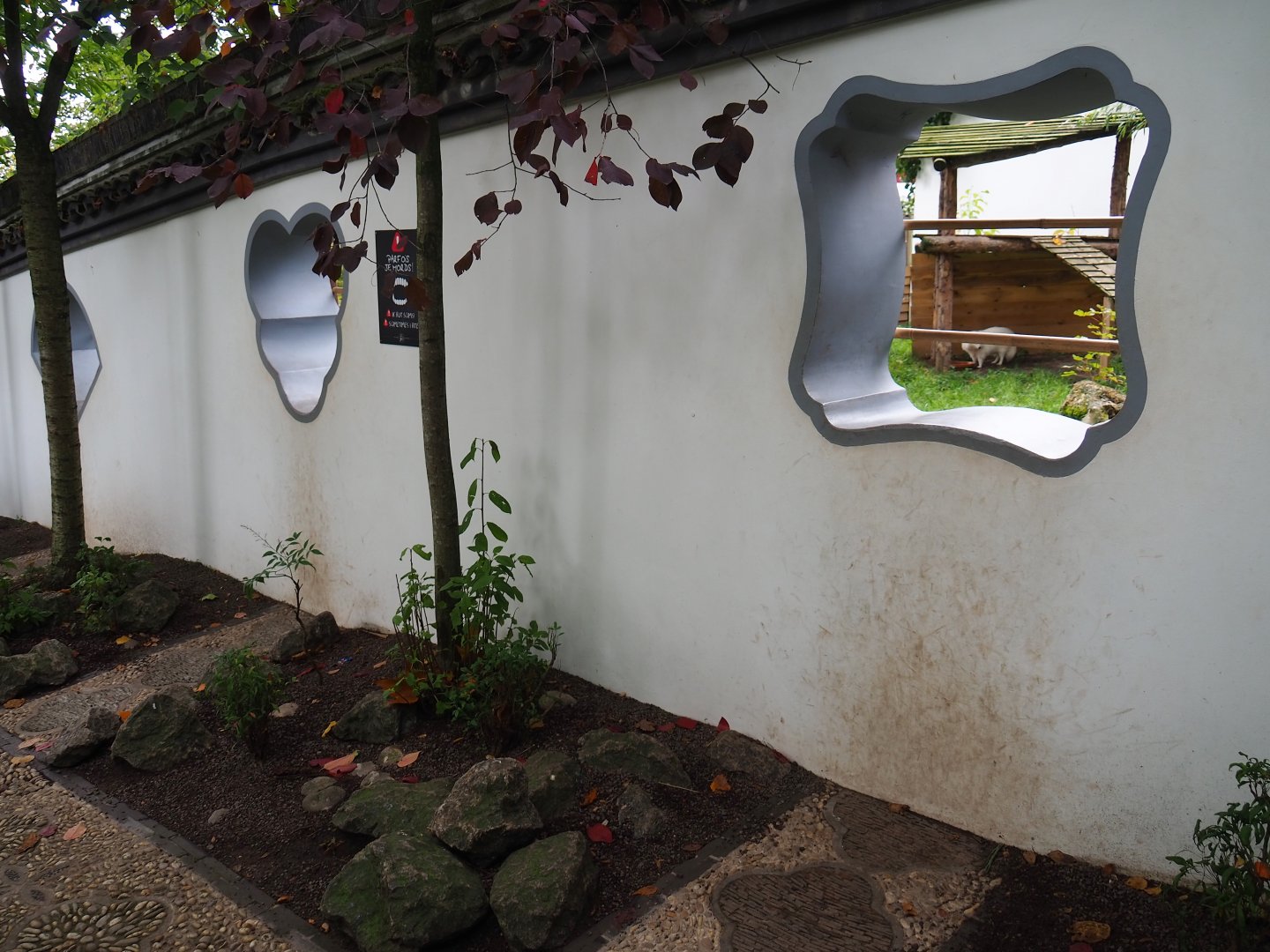 Chinese wall around the raccoon dog exhibit with viewing windows, 2019-10-05