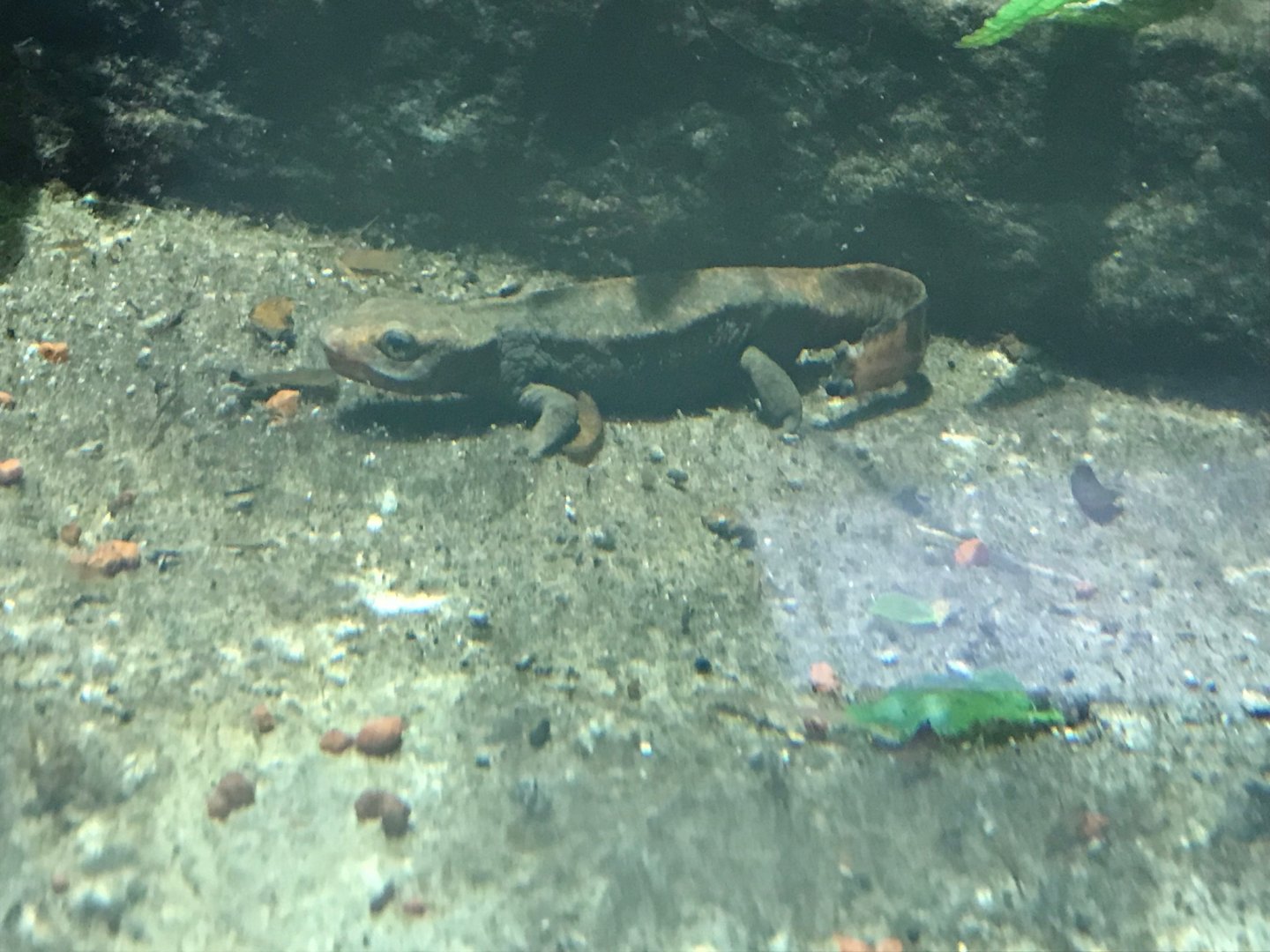 Chinese warty newt 270118