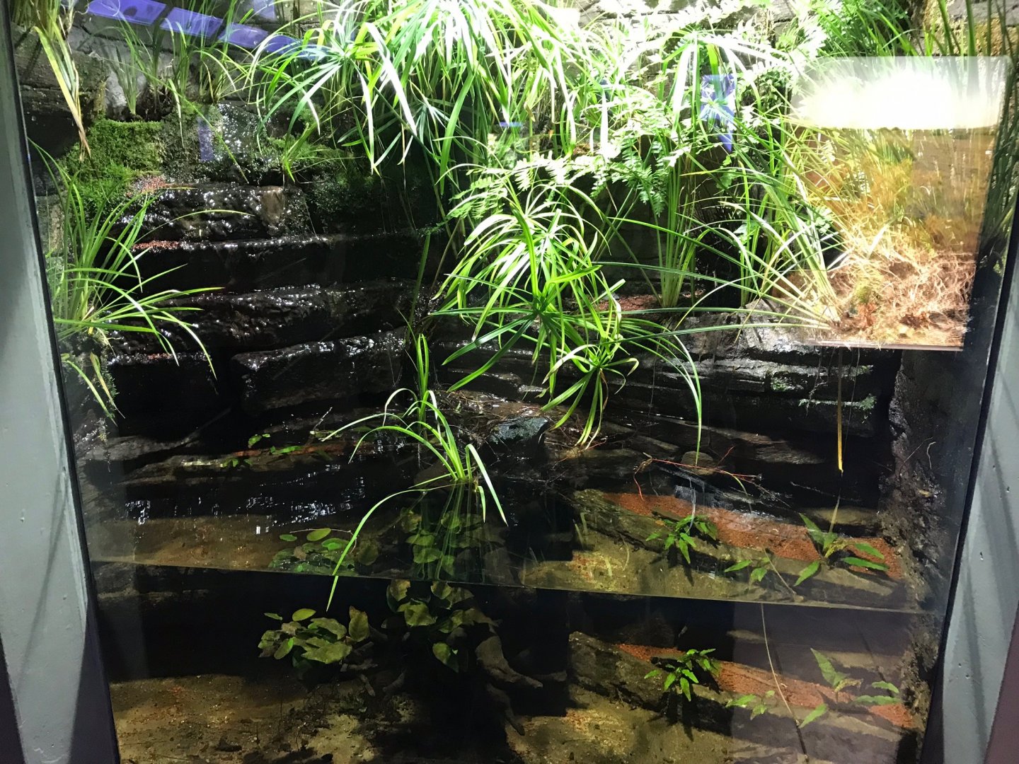 Chinese warty newt exhibit 270118