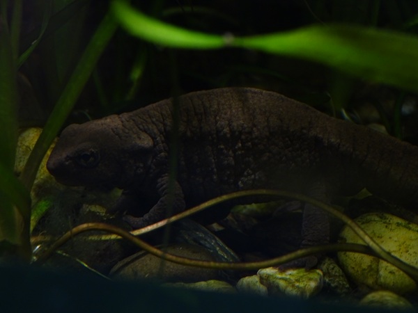 Chinese warty newt (Paramesotriton chinensis)