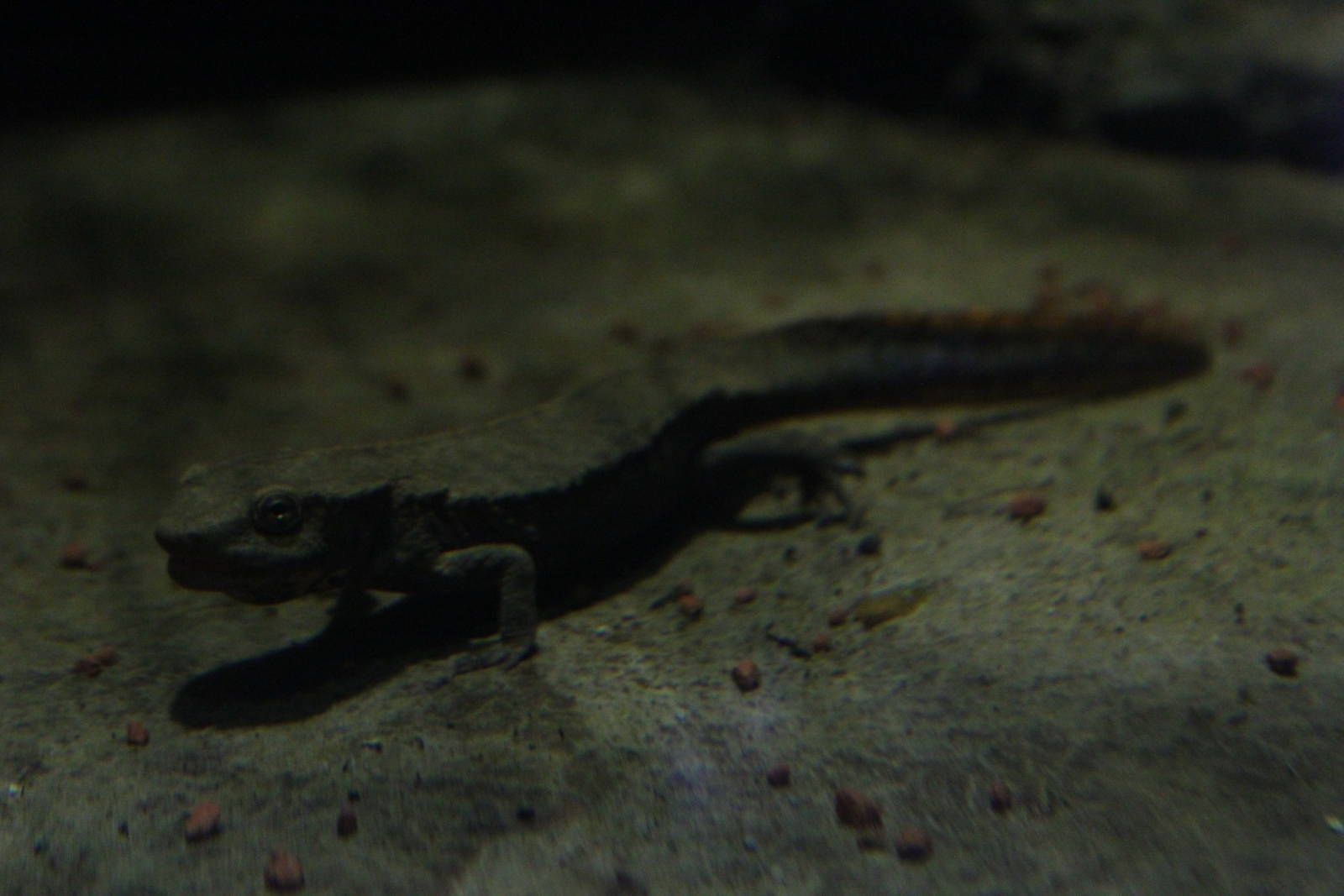 Chinese warty newt