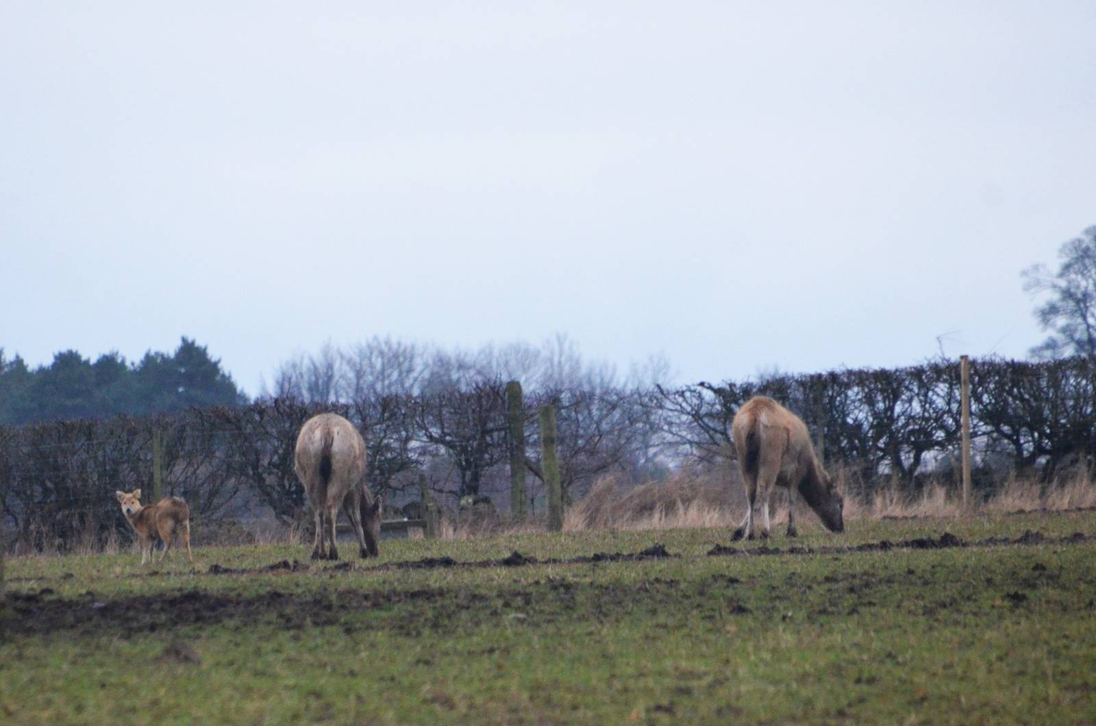 Chinese Water and Pere David's Deer at the Scottish Deer Centre, 06/02/16