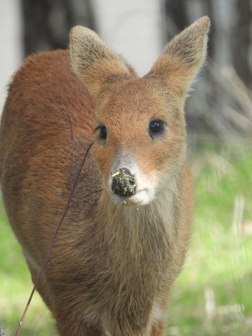 Chinese Water Deer- 6th October 2023
