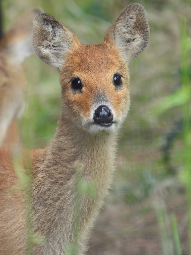 Chinese Water Deer- 7th August 2023