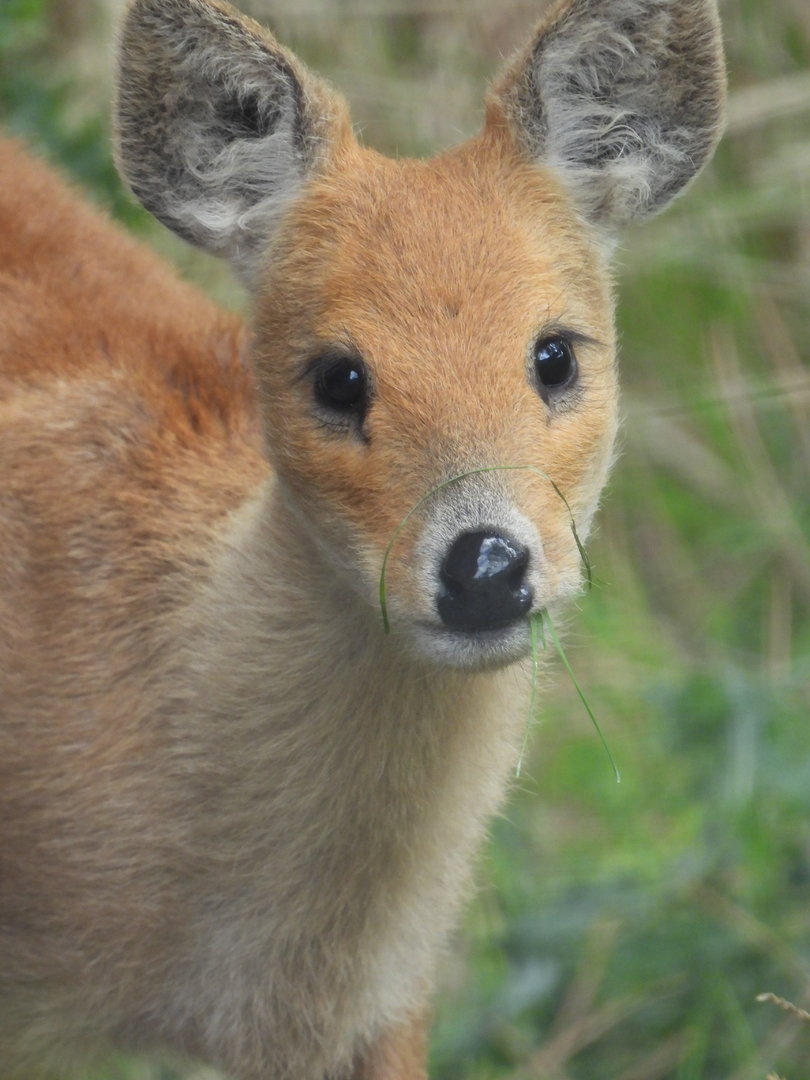 Chinese Water Deer- 7th August 2023