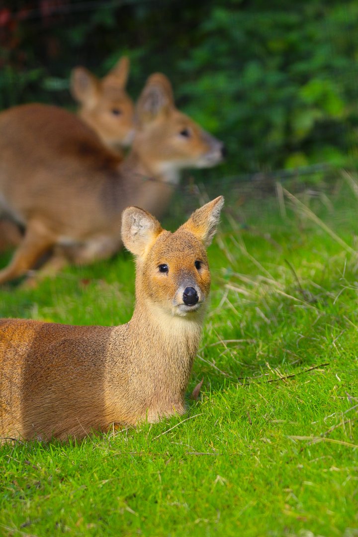 Chinese Water Deer- 9th November 2023