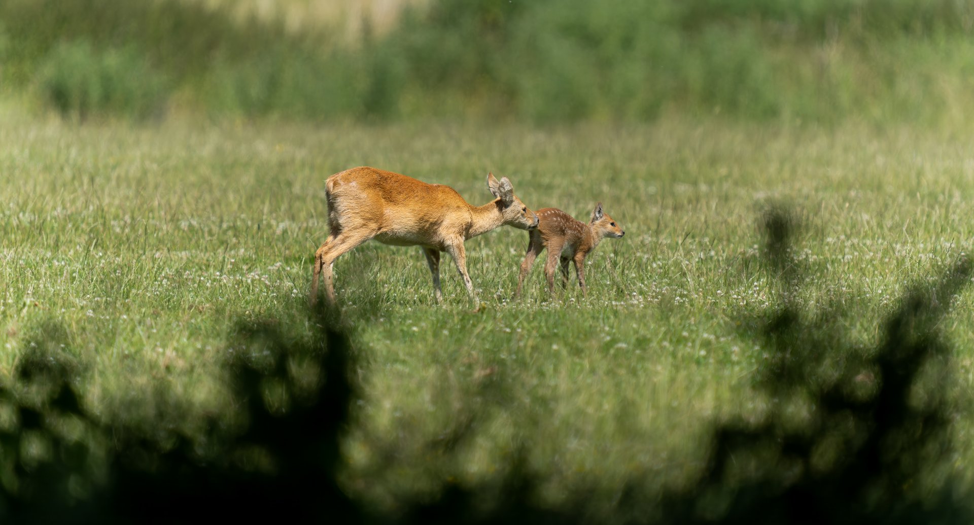 Chinese water deer and fawn, ZSL Whipsnade, UK