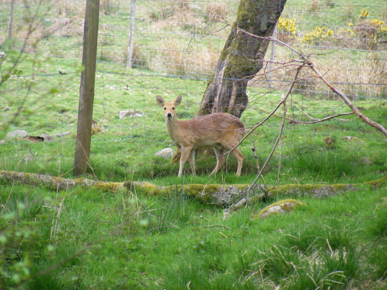 Chinese water deer at Auchingarrich Wildlife Centre, 20 May 2010