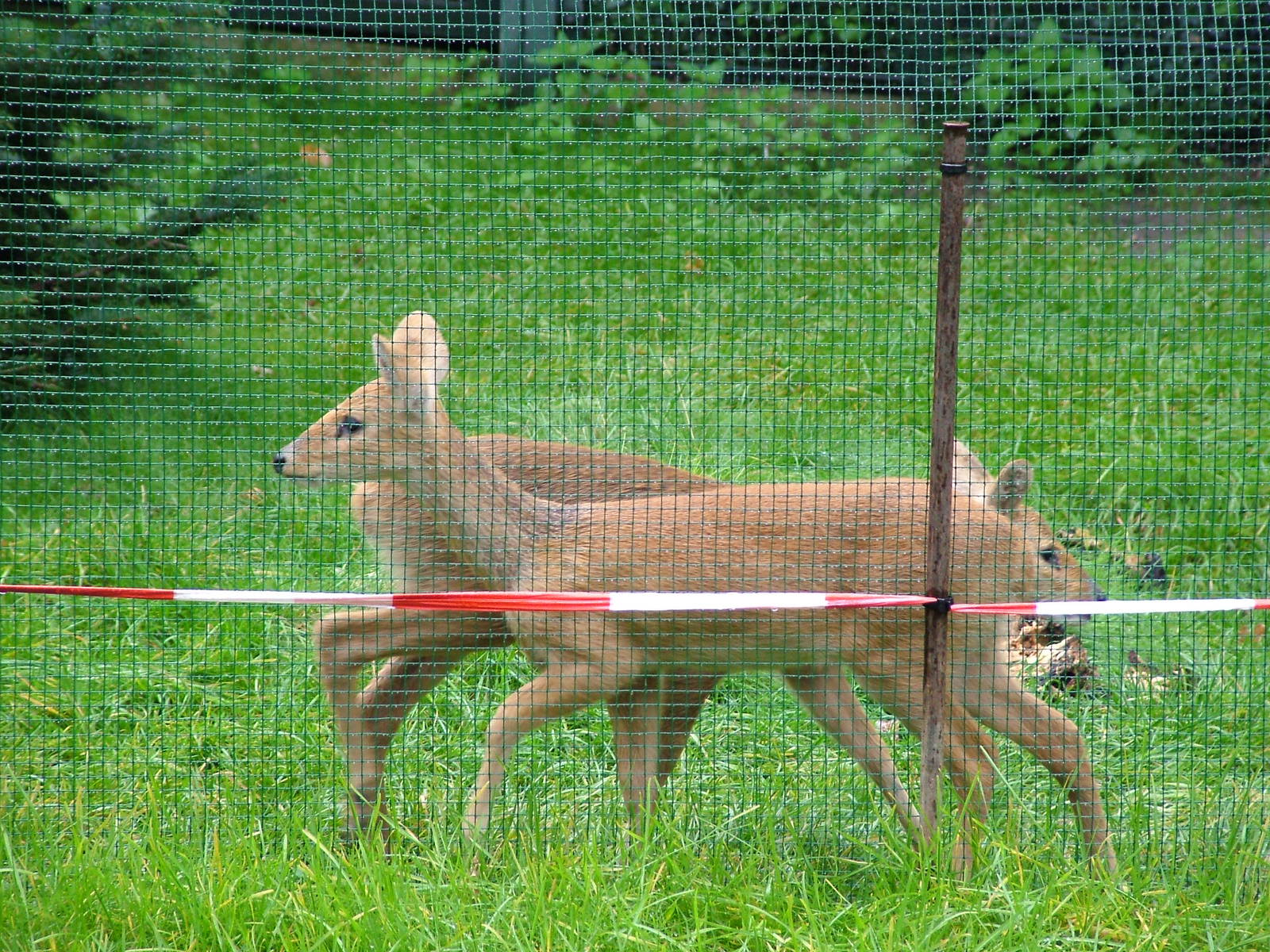 Chinese Water Deer at Berlin Zoo, 05/09/11