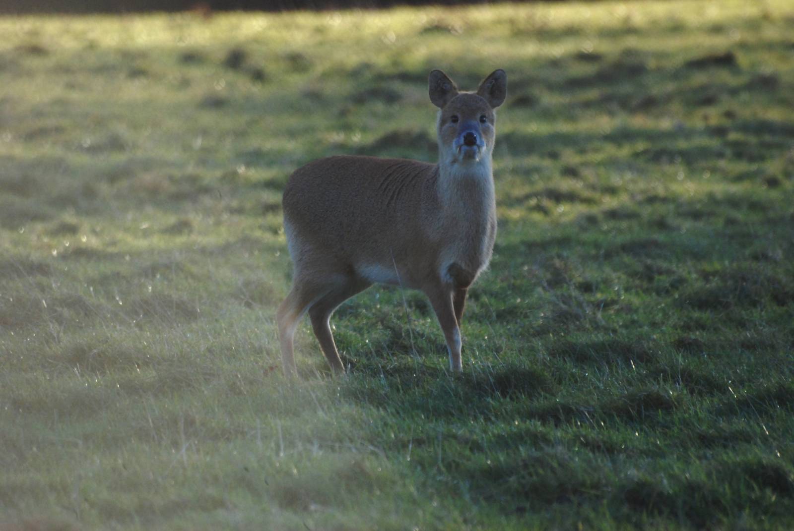 Chinese Water Deer at Whipsnade, 07/12/12